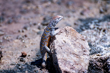 lizard in the Atacama salt flat, Chile