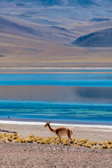 alpaca in the highlands of Chile