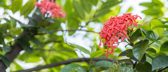 Experience the breathtaking sight of the vibrant pink ixora flowers flourishing in the garden.