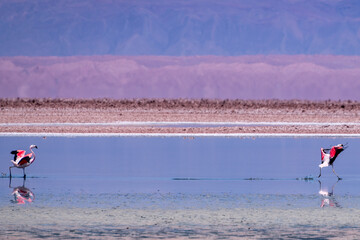 Flamingos in the Atacama salt flat, Chile