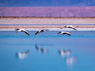 Flamingos in the Atacama salt flat, Chile