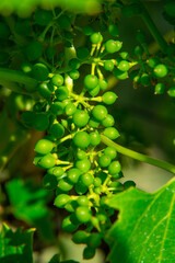 Grapes in a beautiful vineyard in Emilia-Romagna near Bologna in Italy