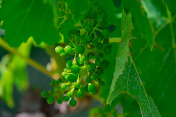 Grapes in a beautiful vineyard in Emilia-Romagna near Bologna in Italy
