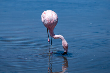Flamingos in the Atacama salt flat, Chile
