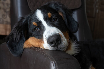 A beautiful mountain dog sitting on a leather couch