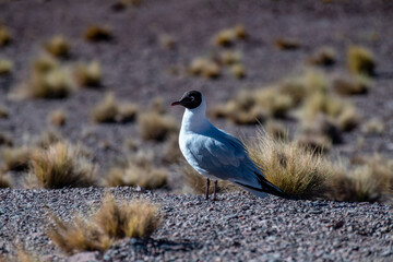 desert landscape of the highlands of Chile