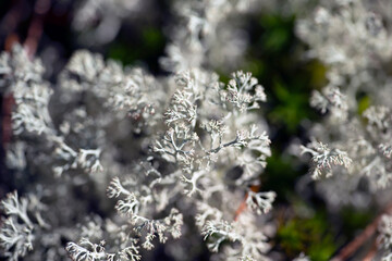 moss covered in forest, nacka,sverige,sweden,mats,stockholm,summer