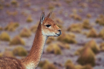 alpaca in the highlands of Chile