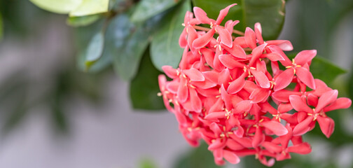The vibrant pink ixora flowers flourish in the garden—copy space for text.