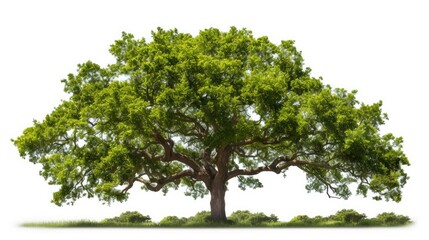 majestic trees transparent background
