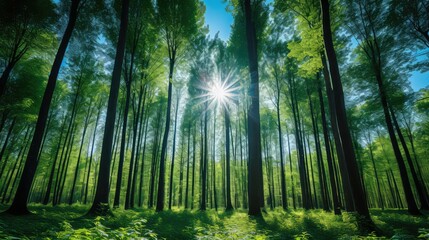leaves forest blue sky