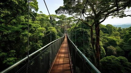 perspective forest tree tops
