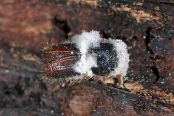 A bark beetle under the bark of a dead spruce tree. A beetle killed by an entomopathogenic fungus Beauveria bassiana.