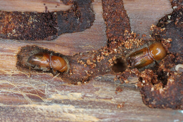 European spruce bark beetle, Ips typographus, in the weevil subfamily Scolytinae. Two juveniles under the bark of a spruce tree.