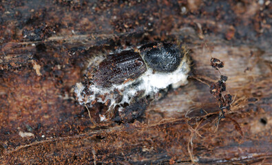 European spruce bark beetle (Ips typographus) under the bark of a dead spruce tree. A beetle killed by an entomopathogenic fungus.