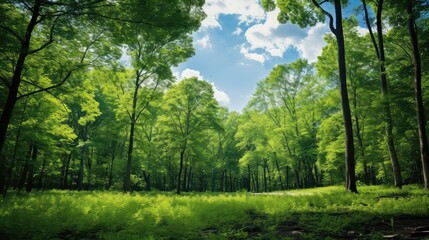 Fototapeta premium sunlight blue green backgrounds