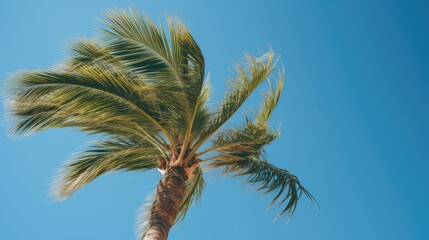 up hollywood palm trees