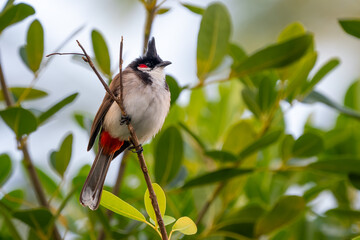 Red-whiskered Bulbul - Pycnonotus jocosus, beautiful colored perching bird from South Asian forests, bushes and gardens, Mauritius island.