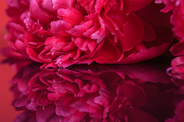 Аbstract romance background with delicate red peonies flowers, close-up with free copy space for text