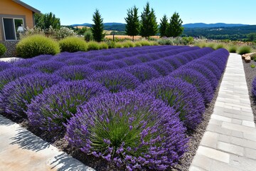 A beautiful scene of lavender fields stretching for miles on a peaceful rural farm