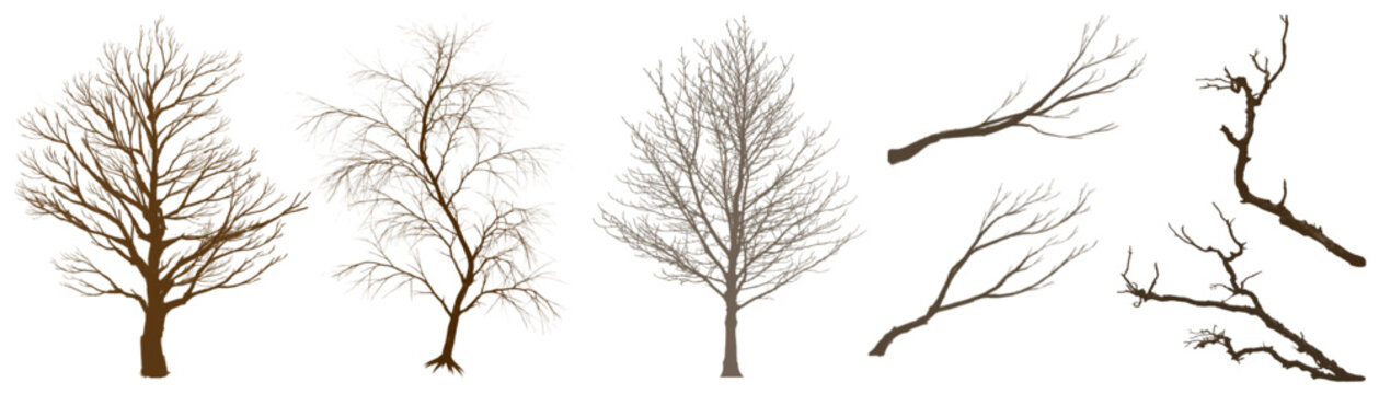 Blanch tree with out leaf