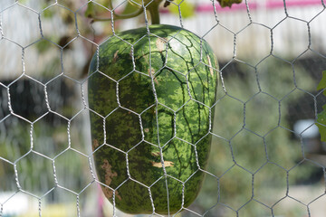 curious melon or squash protected behind chicken coop fence © eugen