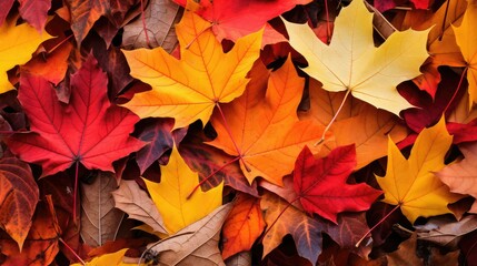 Fototapeta premium foliage fall leaves corner