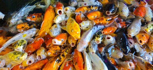 Many colorful Koi fish or Fancy Carp swimming in the pond and waitting to be fed. 
Fight for food. Decorative fish for the park area. Top view, close up.