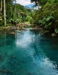 Naklejka premium Crystal-Clear River Flowing through a Verdant Rainforest with Exotic Wildlife