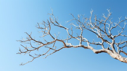Obraz premium blue tree branch isolated