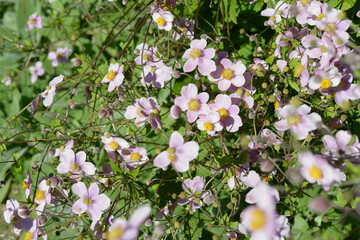 Fototapeta premium bush with many pink Japanese anemone in bright sunlight at the park