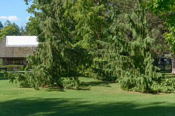 Fototapeta premium lawn and trees
