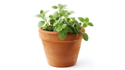 Green saplings growing in the clay pot ,seedlings of forget me not flower in a plastic pot and gardening tools
