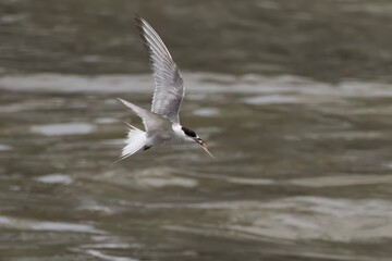 Arctic tern or Sterna paradisaea at Mumbai coast Maharashtra, India