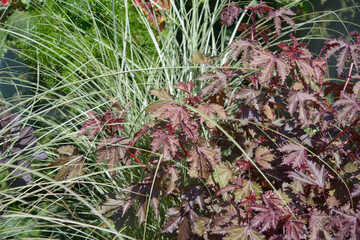 red-leaf mahogany hibiscus contrasted with thin spiky leaf grass