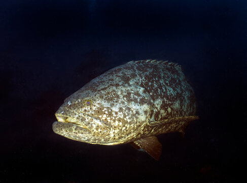 An Atlantic Goliath Grouper (Epinephelus itajara) in Jupiter, Florida, USA