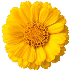 A vibrant yellow flower showcasing intricate petals and a rich center. cut out, PNG, isolated on transparent background.