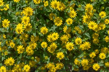 Poster yellow flowers and leaves background