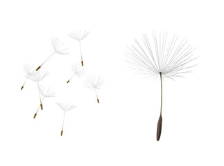 dandelion seed head on transparent background