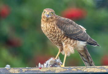Female sparrow hawk plucking her prey