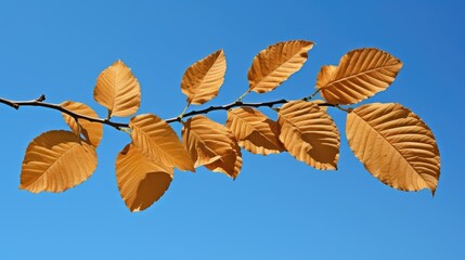 Fototapeta premium photo elm leaf