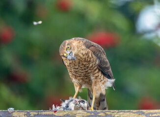 Female sparrow hawk plucking her prey