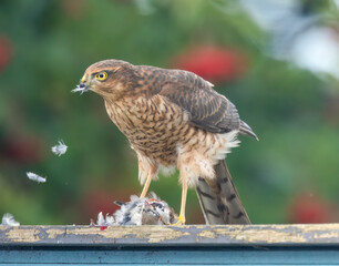 Female sparrow hawk plucking her prey