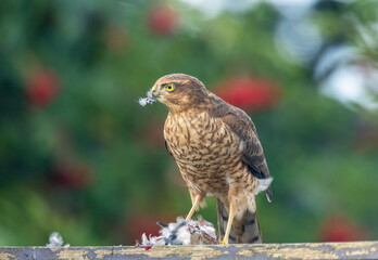 Female sparrow hawk plucking her prey