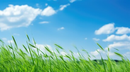 Fototapeta premium outdoors green and blue backgrounds