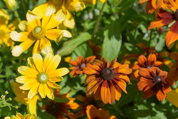 rudbeckia hirta varieties in yellow and brown orange close-up 
