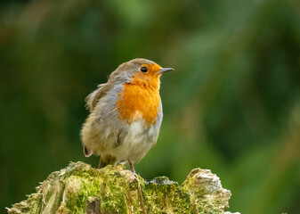 Close up of a robin redbreast bird with natural green background 