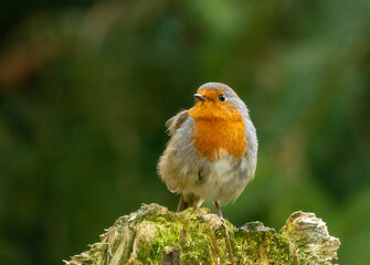 Close up of a robin redbreast bird with natural green background 