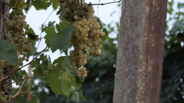 bunch of glera grapes hanging from the vineyard at an exciting sunset with soft light rustic Winemaking video