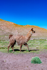 alpaca in the highlands of Chile